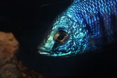 Copadichromis-azureus-Mbenji-WF
