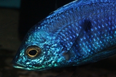Copadichromis-azureus-Mbenji-WF