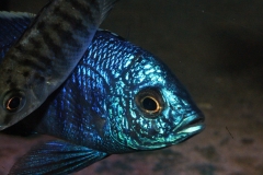 Copadichromis-azureus-Mbenji-WF