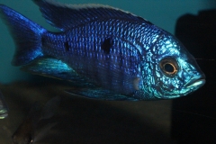 Copadichromis-azureus-Mbenji-WF-67
