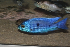 Copadichromis-azureus-Mbenji-WF-68