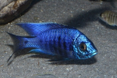 Copadichromis-azureus-Mbenji-Wildfang-1