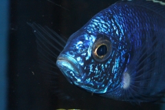 Copadichromis-azureus-Mbenji-Wildfang-5
