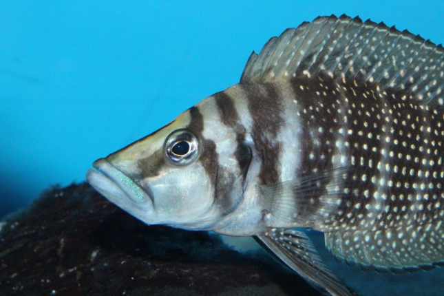 Altolamprologus-calvus-black-Lupota-WF
