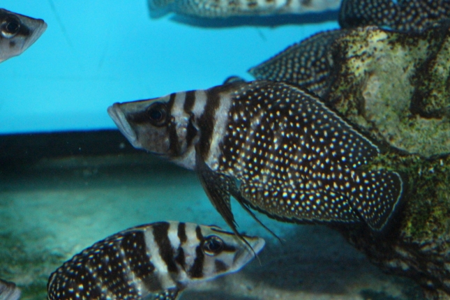 Altolamprologus-calvus-black-Sambia-WF
