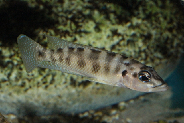 Altolamprologus-fasciatus-NZ