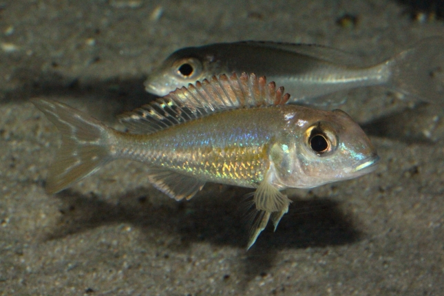 Callochromis-pleurospilus-Ujiji-NZ
