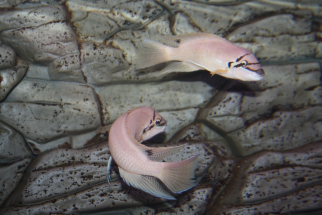 Chalinochromis-brichardi-black-mask WF