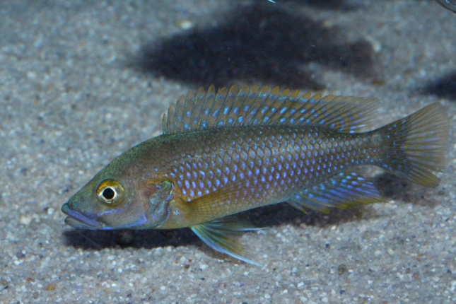 Ctenochromis-benthicola-NZ