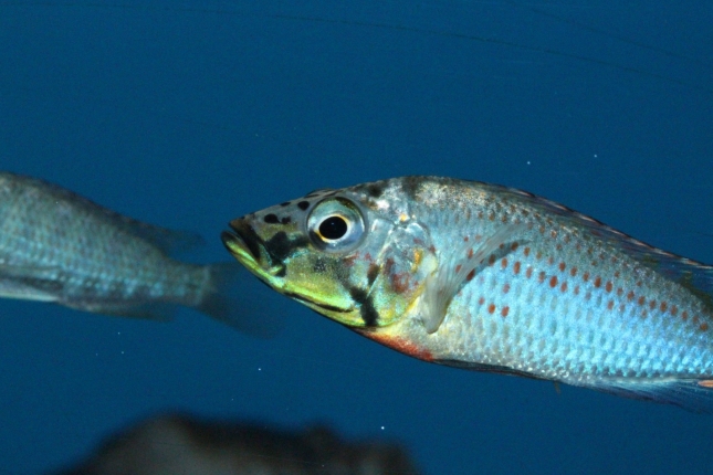 Ctenochromis-horei-NZ