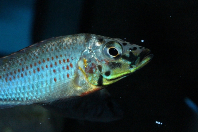 Ctenochromis-horei-NZ