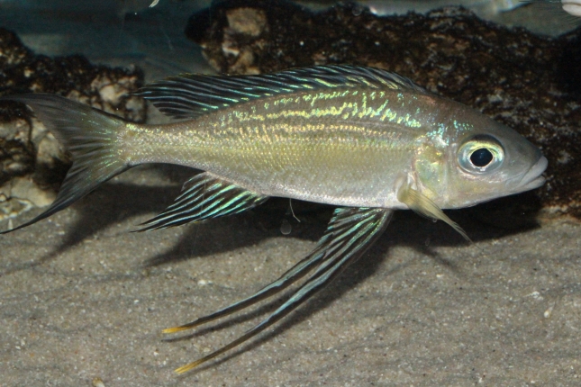 Cyathopharynx-foai-Kasakalawe-NZ