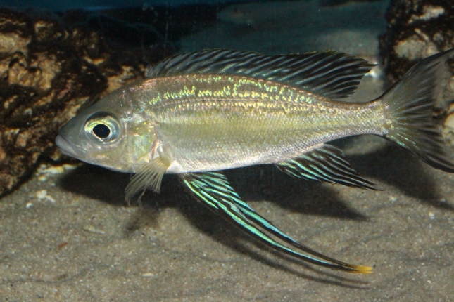 Cyathopharynx-foai-Kasakalawe-NZ