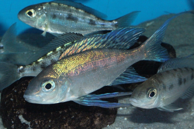 Cyathopharynx-foai-Sibwesa-NZ