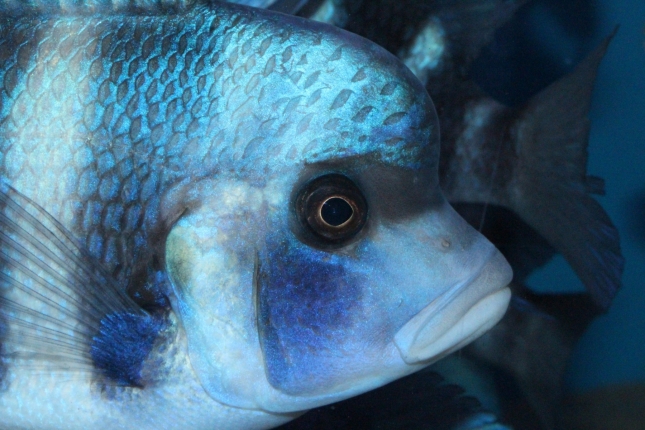 Cyphotilapia-frontosa-blue-Mpimbwe-NZ