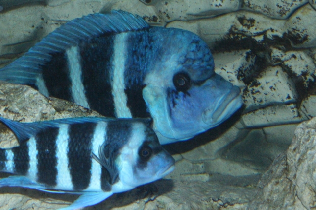Cyphotilapia-frontosa-blue-Zaire-WF