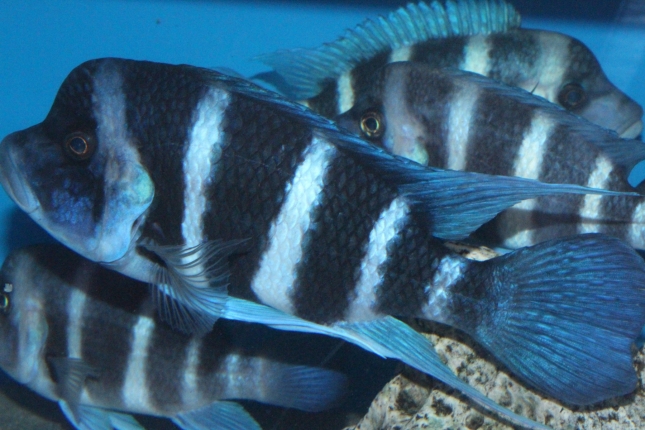 Cyphotilapia-frontosa-blue-Zaire-Moba-WF