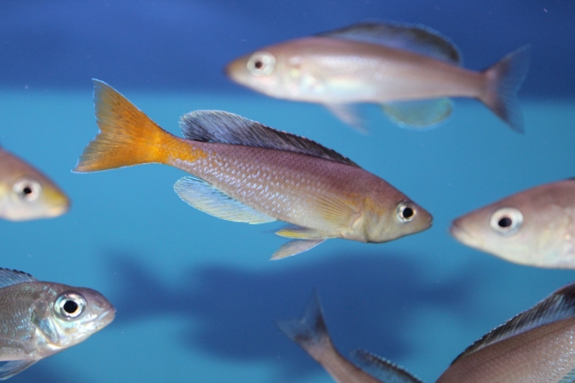Cyprichromis-leptosoma-Cape-Kabogo-NZ