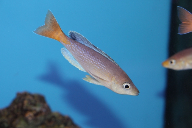 Cyprichromis-leptosoma-Cape-Kabogo-NZ