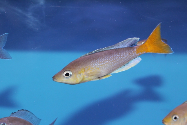Cyprichromis-leptosoma-Cape-Kabogo-NZ