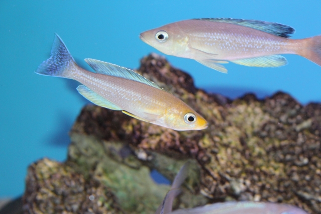 Cyprichromis-leptosoma-Cape-Kabogo-NZ