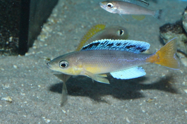 Cyprichromis-leptosoma-Jumbo-Chaitica-NZ