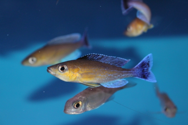 Cyprichromis-leptosoma-Jumbo-Chaitica-Nachzuchten-3-Kopie