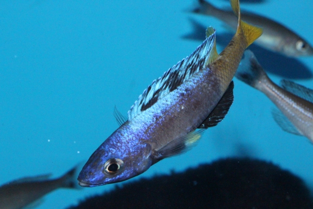 Cyprichromis-leptosoma-Jumbo-kitumba-Nachzuchten-2-Kopie