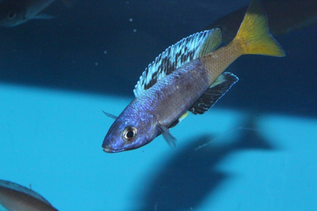 Cyprichromis-leptosoma-Jumbo-kitumba-Nachzuchten-3-Kopie