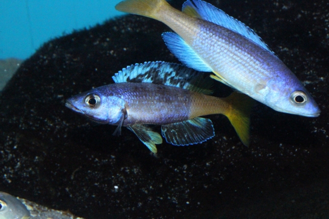 Cyprichromis-leptosoma-Jumbo-kitumba-Nachzuchten-6-Kopie