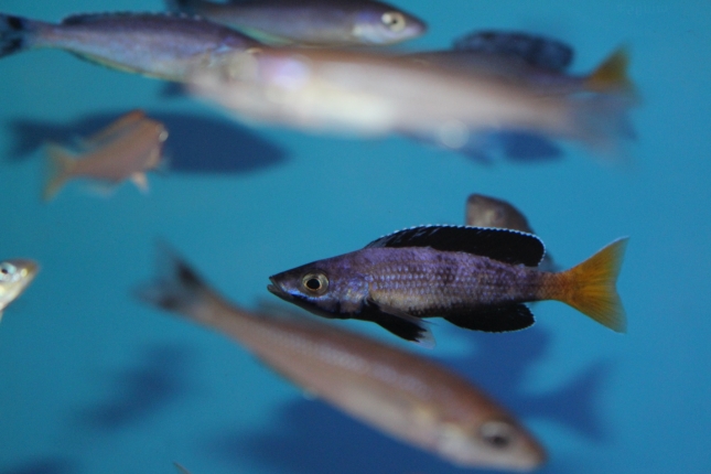 Cyprichromis-leptosoma-Kitumba-Nachzucht-13