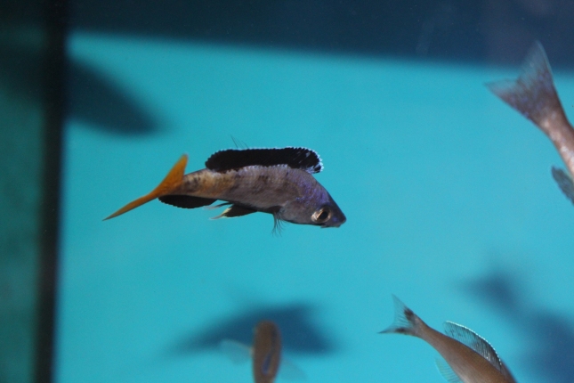 Cyprichromis-leptosoma-Kitumba-Nachzucht-6-Kopie