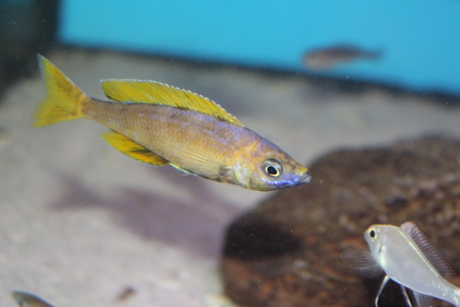 Cyprichromis-leptosoma-Kitumba