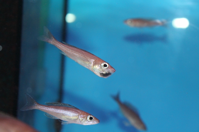 Cyprichromis-leptosoma-Utinta-Nachzucht-3