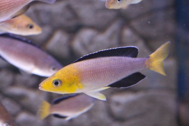 Cyprichromis-leptosoma-tricolor-4
