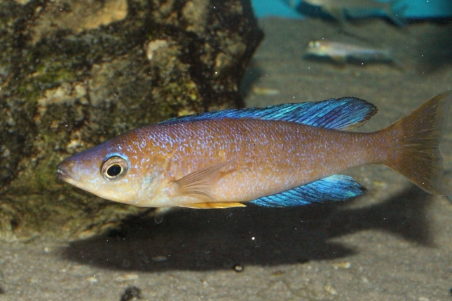 Cyprichromis-microlepidotus-Bulu-Point-WF-5-Kopie