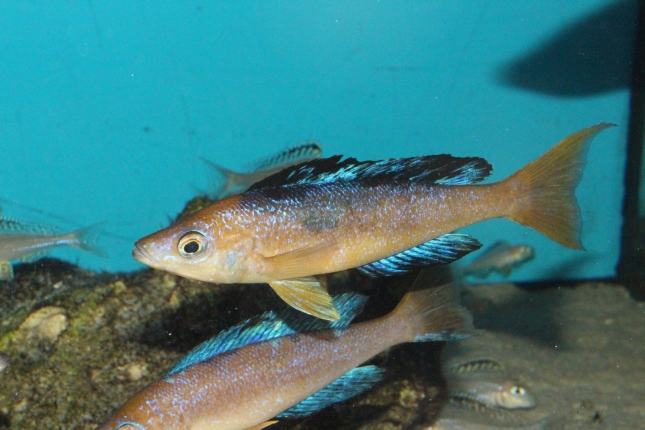 Cyprichromis-microlepidotus-Bulu-Point-WF-7-Kopie