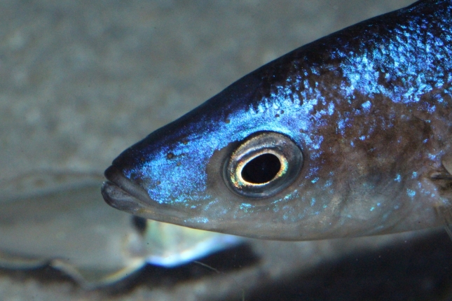 Cyprichromis-microlepidotus-Bulupoint-12