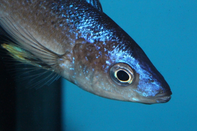 Cyprichromis-microlepidotus-Bulupoint-14