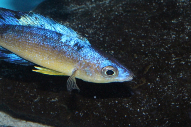 Cyprichromis-microlepidotus-Bulupoint-4