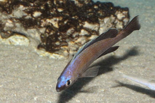 Cyprichromis-microlepidotus-bemba-NZ-1