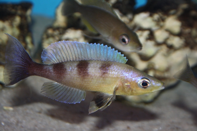 Cyprichromis-zonatus-5