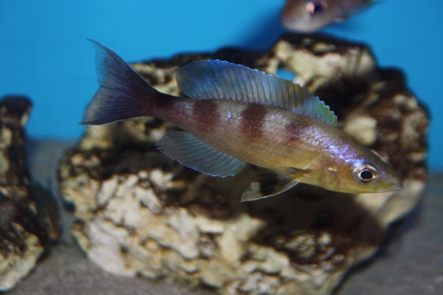 Cyprichromis-zonatus