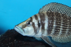 Altolamprologus-calvus-black-Lupota-WF