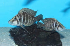 Altolamprologus-calvus-black-Lupota-WF