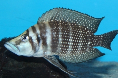Altolamprologus-calvus-black-Lupota-WF