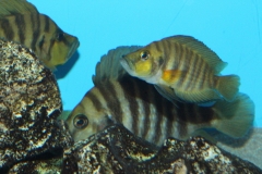 Altolamprologus-calvus-black-Sambia-WF