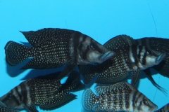 Altolamprologus-calvus-black-Sambia-WF