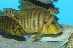 Altolamprologus-compressiceps-gold-Chaitika-WF