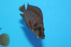 Altolamprologus-compressiceps-red-fin-WF